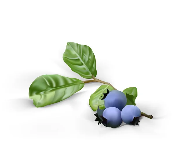 stock vector Blueberry