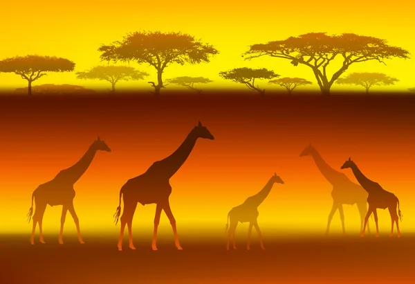 Girafes — Image vectorielle