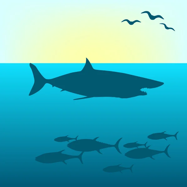 Vector de tiburón — Vector de stock
