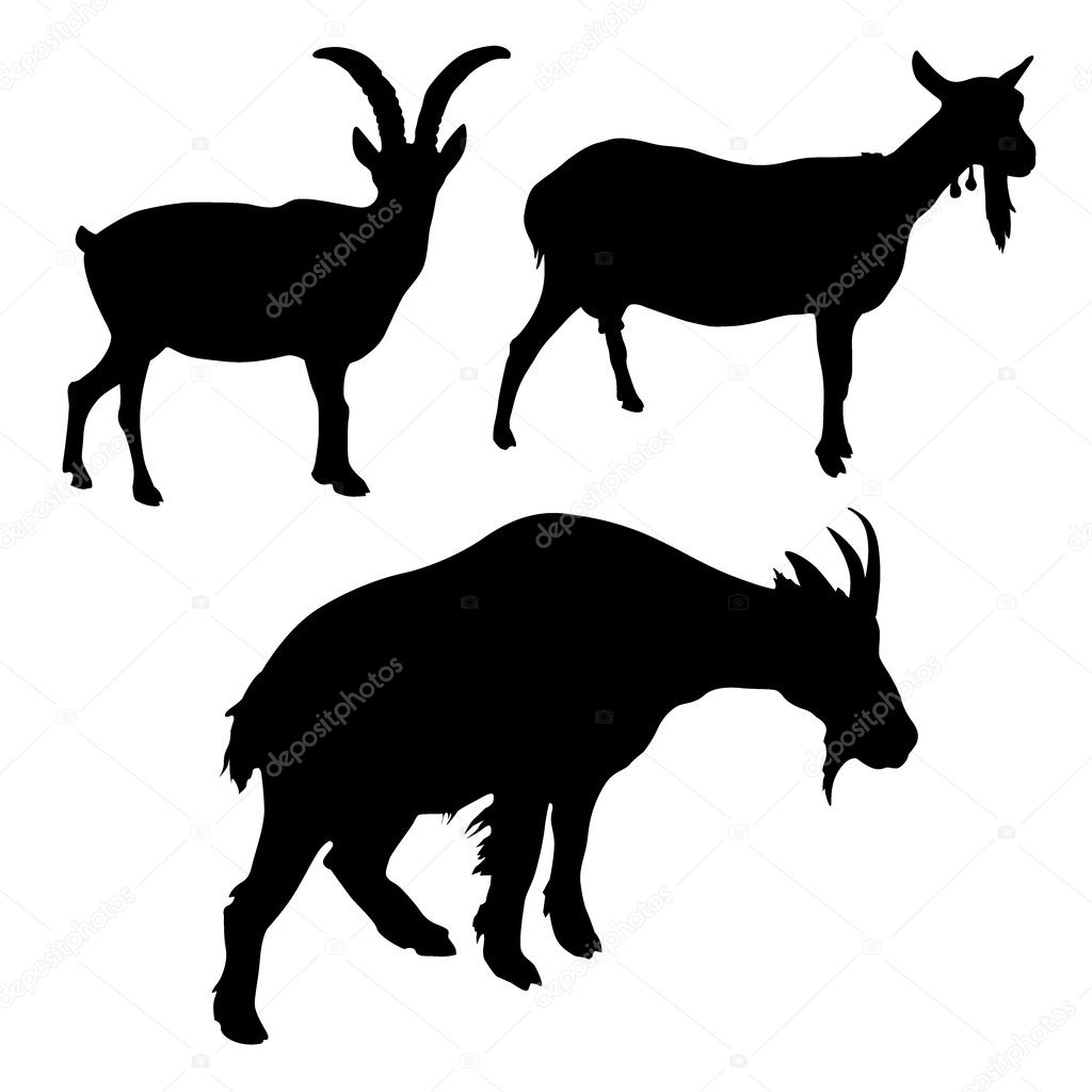 Goats vector