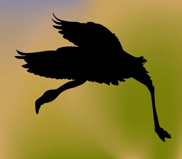 Vecteur Flamingo — Image vectorielle