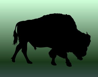 Buffalo-bison vector clipart