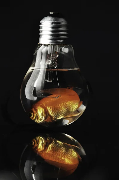 Goldfischlampe 2 — Stockfoto