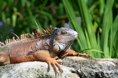 iguana kaya