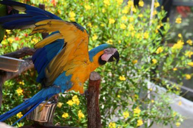 Big ara parrot clipart