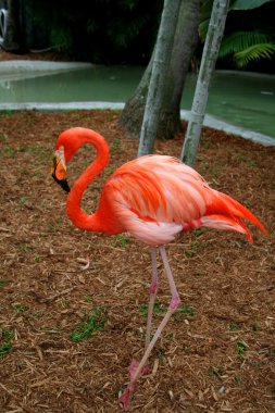 Flamingo