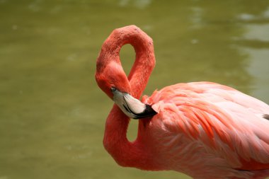 Flamingo