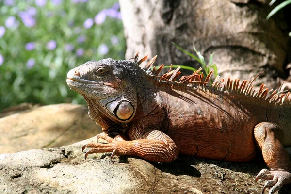 stock image Iguana on rock