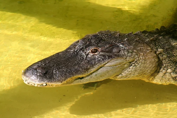 Aligator w wodzie — Zdjęcie stockowe