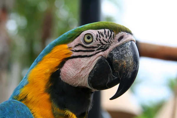 Velký papoušek ara — Stock fotografie