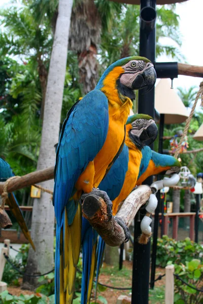 Velký papoušek ara — Stock fotografie