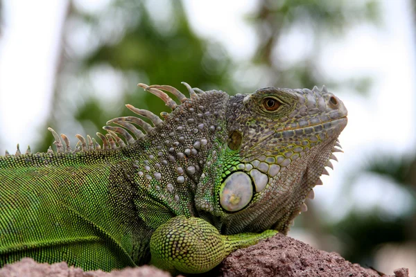 Iguana na skale — Zdjęcie stockowe