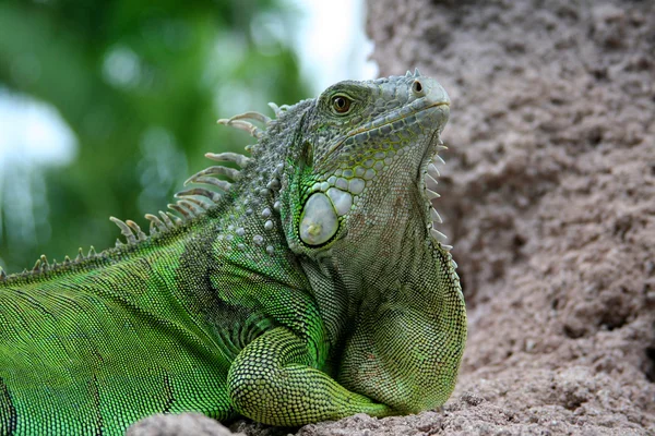 Iguana na skale — Zdjęcie stockowe