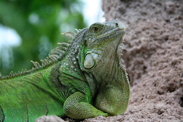 Stock image Iguana on rock