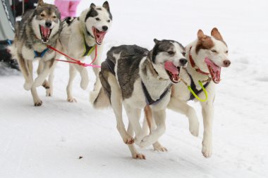 Sibirya husky çalışan