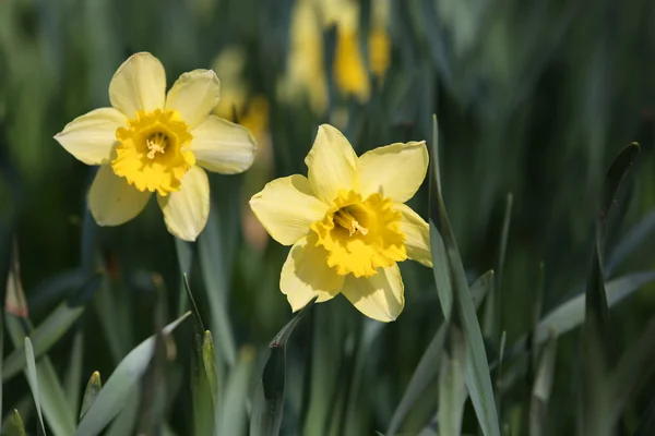 stock image Yellow daffodill