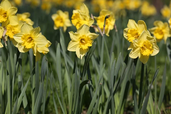 stock image Yellow daffodill