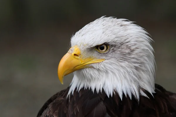 Head of white eagle — Stock Photo, Image