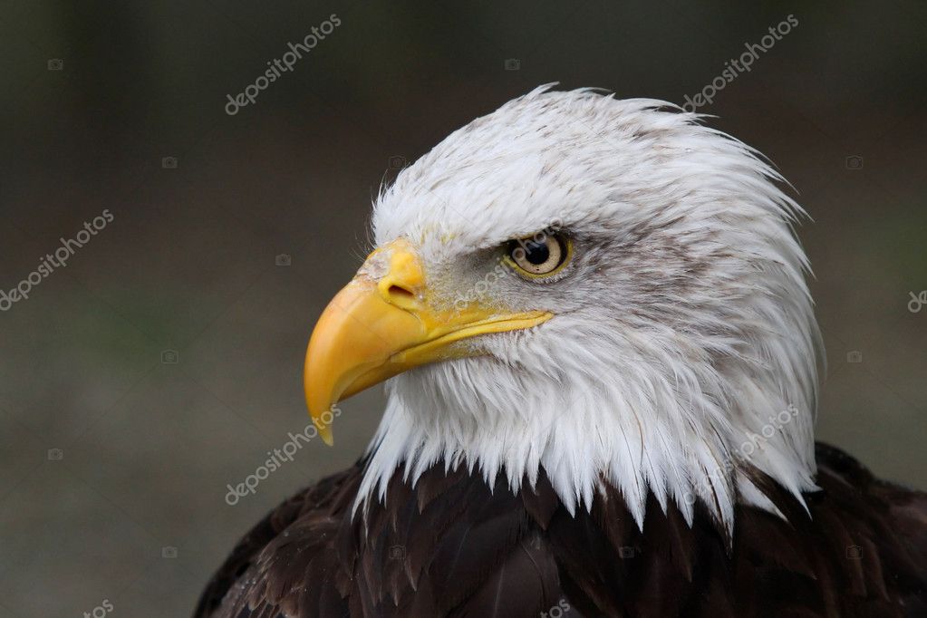 Ojos de águila fotos de stock, imágenes de Ojos de águila sin royalties |  Depositphotos