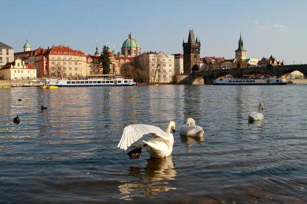 Prague from the river bank — стокове фото