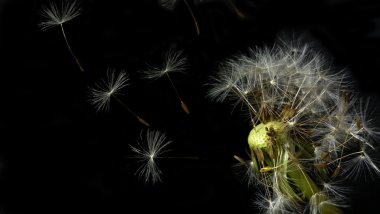 Dandelion blowing its seed in the wind. clipart