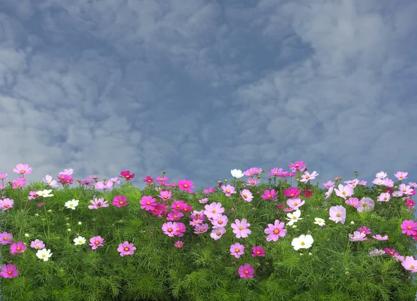 Schöner Frühlingstag mit schönen Kosmos-Blumen. — Stockfoto