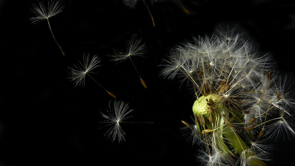 Dandelion blowing its seed in the wind.