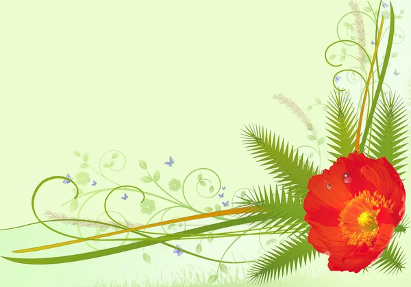 Fundo da flor com papoula vermelha — Fotografia de Stock