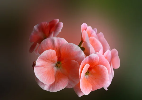 Kwiat w lecie kwitnące pelargonie — Zdjęcie stockowe