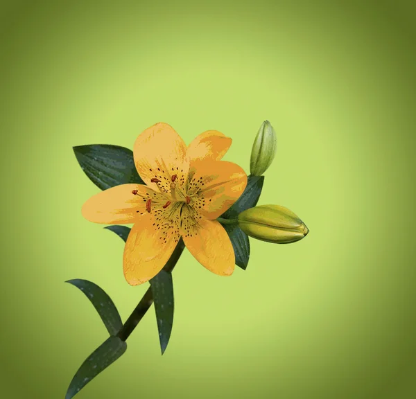 Kwiat lilii — Wektor stockowy