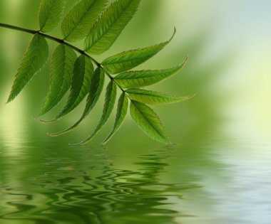 Green branch reflection. clipart