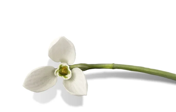 Snowdrop kwiat na białym tle — Zdjęcie stockowe