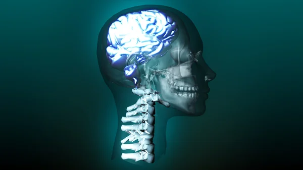Hochdetaillierte Animation eines menschlichen Gehirns — Stockfoto