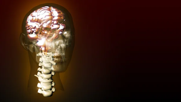 Bardzo szczegółowa animacja ludzkiego mózgu — Zdjęcie stockowe
