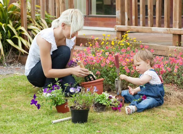Family plant colorful flowers — Stock Photo, Image