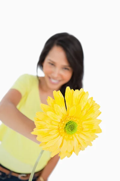 Närbild av en gul gerbera innehav av en ung kvinna — Stockfoto