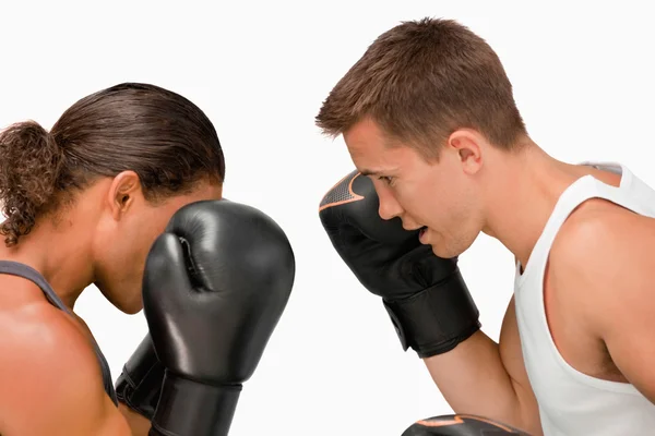 Vista lateral de dois boxers — Fotografia de Stock