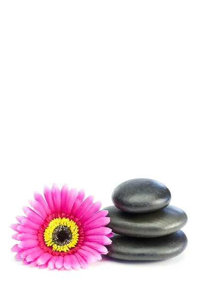 Pink and yellow flowertouching piled up pebbles — Stock Photo, Image