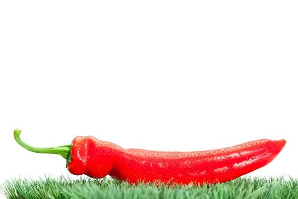 Červenou papriku na trávě — Stock fotografie