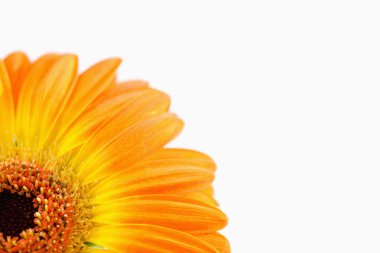 Orange sunflower clipart