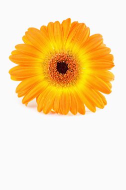 Orange sunflower against white background clipart