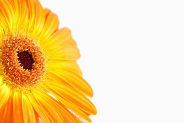 Focus on an orange sunflower clipart