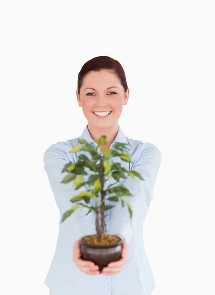 Good looking red-haired female holding a houseplant while standi — Stock Photo, Image