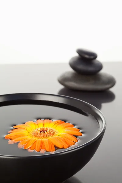 Siyah bir kase ve siyah peb yığını üzerinde yüzen turuncu gerbera — Stok fotoğraf