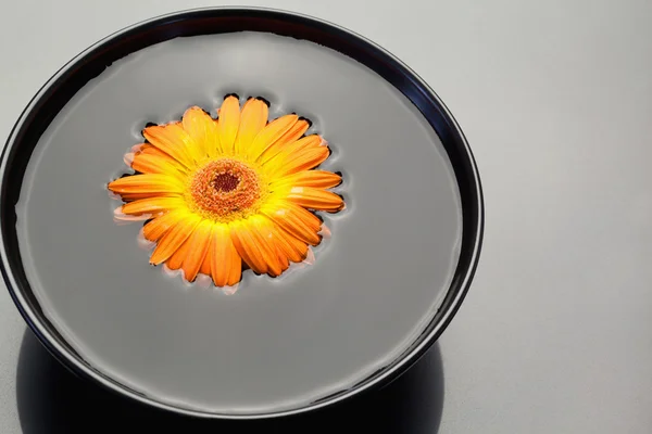 Orange gerbera floating in a black bowl — Stock Photo, Image