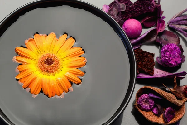 Gerbera arancione galleggiante in una ciotola nera e fiori secchi viola — Foto Stock