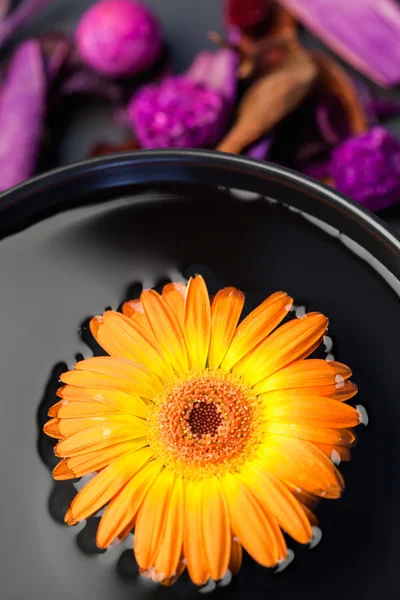 Fleur orange flottant dans un bol noir et fleurs sèches violettes — Photo