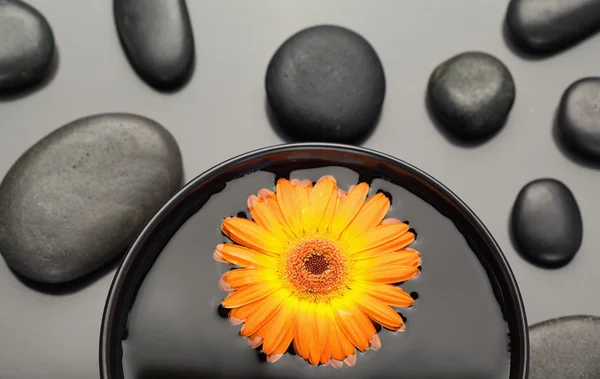 Oranžová gerbera plovoucí v misce obklopené černými oblázky — Stock fotografie