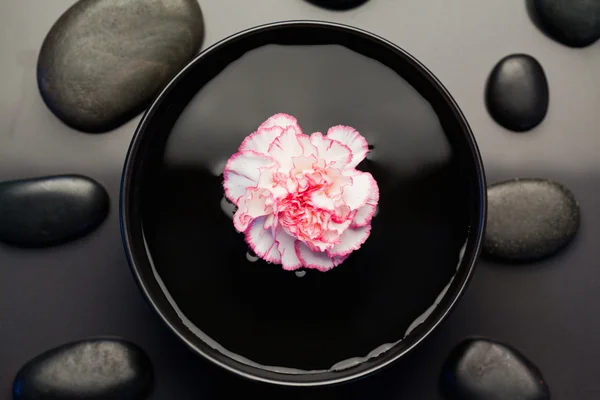 Clavel rosa y blanco flotando en un tazón negro rodeado de —  Fotos de Stock