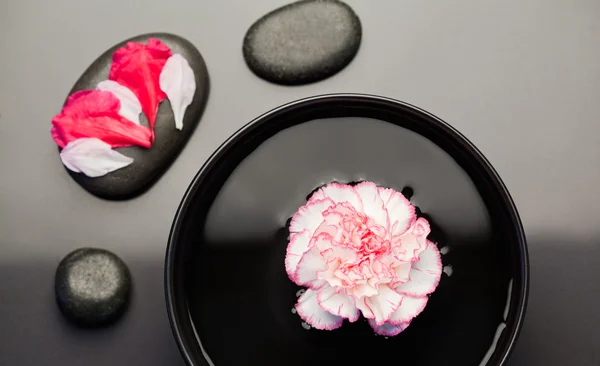 Clavel blanco y rosa flotando en un tazón con piedras negras aro —  Fotos de Stock